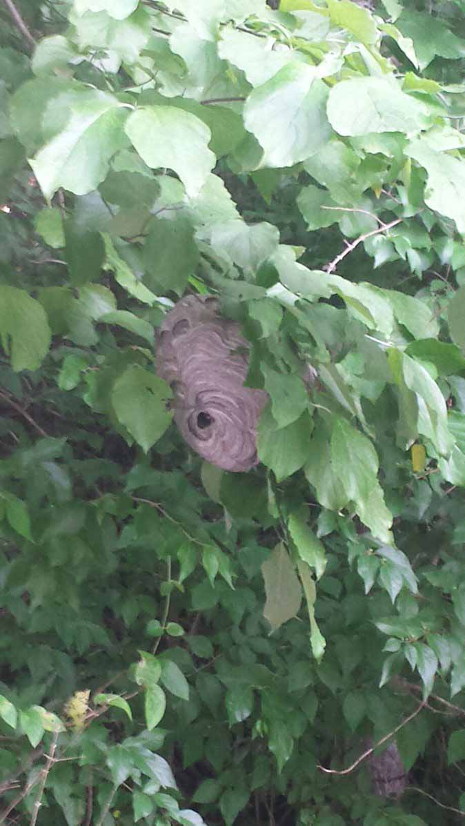 Loch Low-Minn cares deeply about the safety of our customers, so when we were informed of a giant black hornet nest between tables 9 and 10 last weekend, we sprang into action!