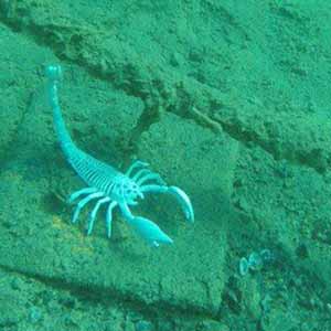 Do scorpions even tread the sea floor, or have lobsters become deadly?